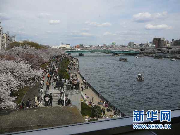 隅田川畔的櫻花 隅田川畔的櫻花