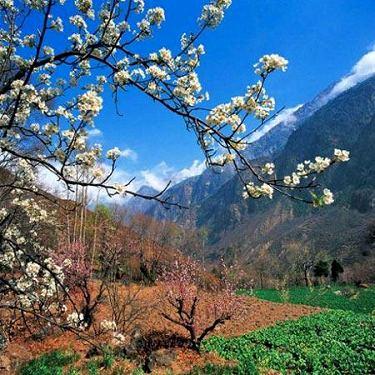 山中梨花 山中梨花