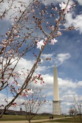 在美國(guó)首都華盛頓盛開(kāi)的櫻花 在美國(guó)首都華盛頓盛開(kāi)的櫻花