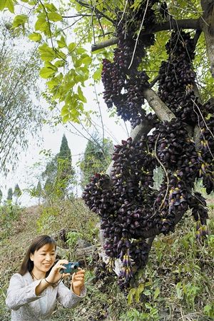 四川內(nèi)江百歲禾雀花盛開 似萬雀棲枝引游客拍照留念 四川內(nèi)江百歲禾雀花盛開 似萬雀棲枝引游客拍照留念