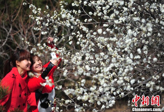 兩名游客在北京植物園的桃花源中賞桃游玩。 兩名游客在北京植物園的桃花源中賞桃游玩。