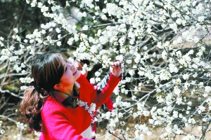 北京植物園第25屆桃花節開幕 北京植物園第25屆桃花節開幕