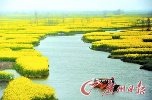 興化千島油菜花。 興化千島油菜花。