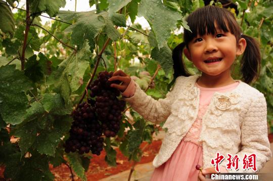 孩子在愛(ài)博欣葡萄莊園 孩子在愛(ài)博欣葡萄莊園