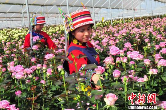 錦苑花卉基地 錦苑花卉基地