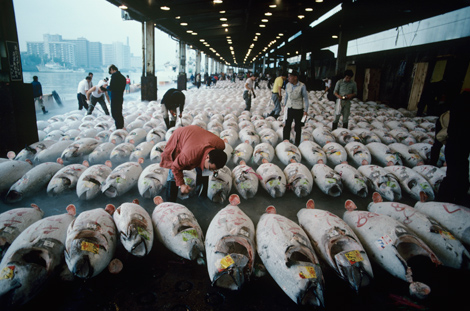 日本筑地魚市的早高峰 日本筑地魚市的早高峰