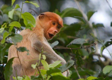 馬來西亞沙巴州——野生生物觀賞 馬來西亞沙巴州——野生生物觀賞