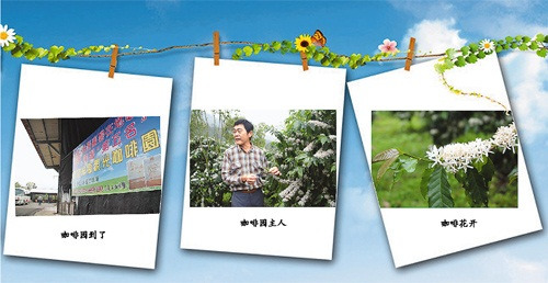 咖啡花開 一聞難忘 咖啡花開 一聞難忘