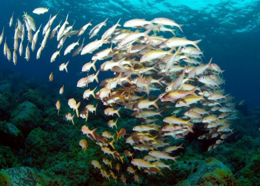 夏威夷大島海域的魚(yú)就像那天空中結(jié)隊(duì)南行的大雁一樣 夏威夷大島海域的魚(yú)就像那天空中結(jié)隊(duì)南行的大雁一樣