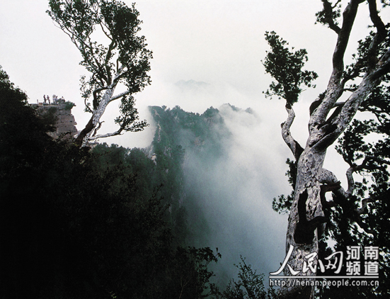 云臺山世界地質公園---白松嶺 云臺山世界地質公園---白松嶺