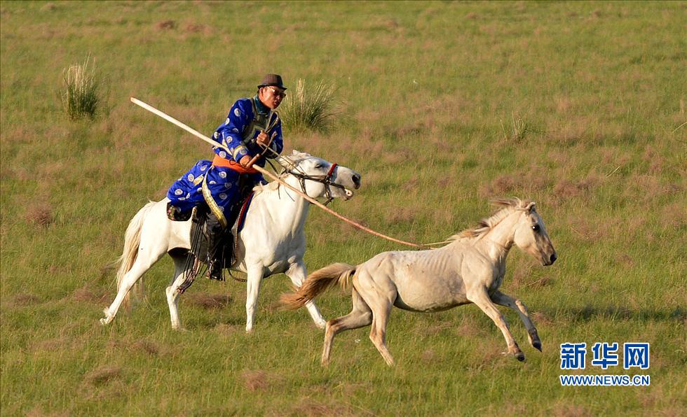 7月7日,套馬手在草原上套馬。 7月7日,套馬手在草原上套馬。