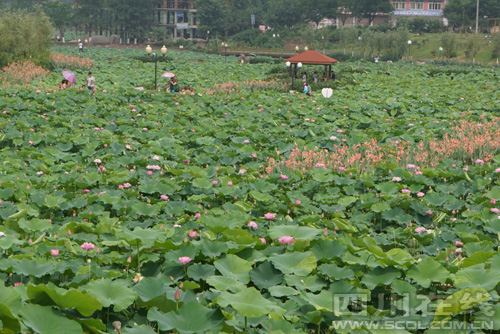 宜賓永興荷蓮文化園 宜賓永興荷蓮文化園