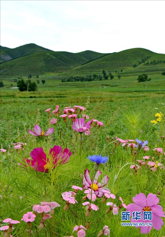 崇禮縣境內(nèi)的高山草甸風(fēng)光(8月6日攝)。 崇禮縣境內(nèi)的高山草甸風(fēng)光(8月6日攝)。