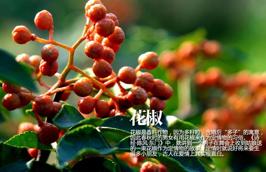 花椒