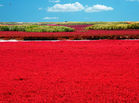 盤錦紅海灘 盤錦紅海灘