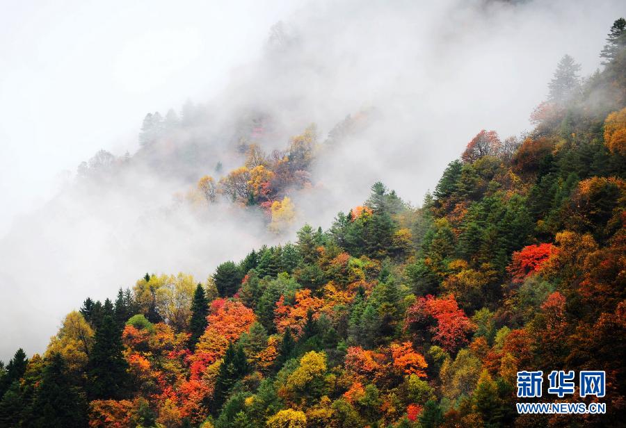 ڸCʡ崲hԭʼɭ֣һFFɽ1014Քz