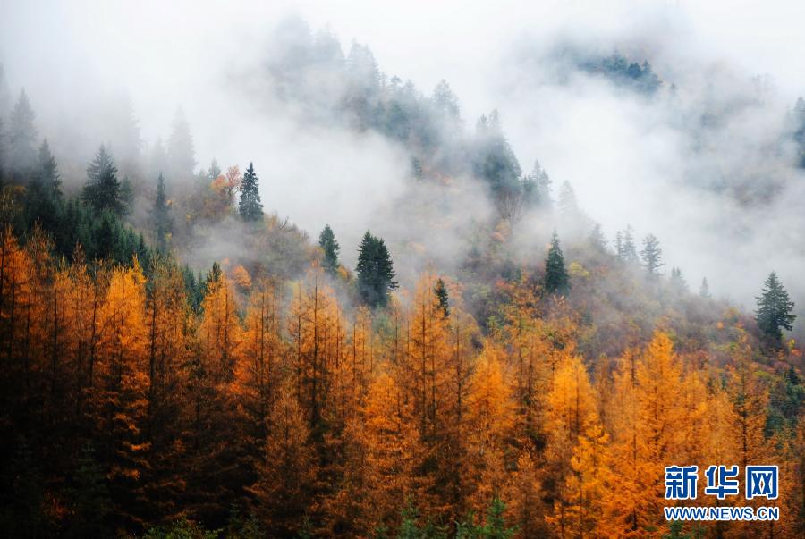 ڸCʡ崲hԭʼɭ֣һFFɽ1014Քz