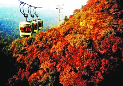 八達嶺長城八成林葉已變紅 八達嶺長城八成林葉已變紅