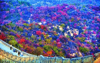 長城內外已近“漫山紅遍” 長城內外已近“漫山紅遍”