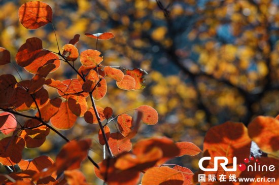 “紅葉映長城”美景 “紅葉映長城”美景