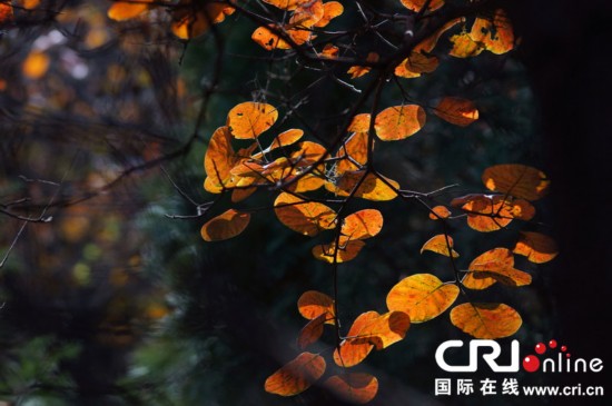 “紅葉映長城”美景 “紅葉映長城”美景
