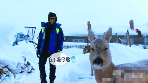 新一代神獸"雪泥馬"誕生:傻狍子原來很萌 新一代神獸"雪泥馬"誕生:傻狍子原來很萌