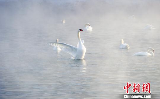 湖中展翅的天鵝 湖中展翅的天鵝