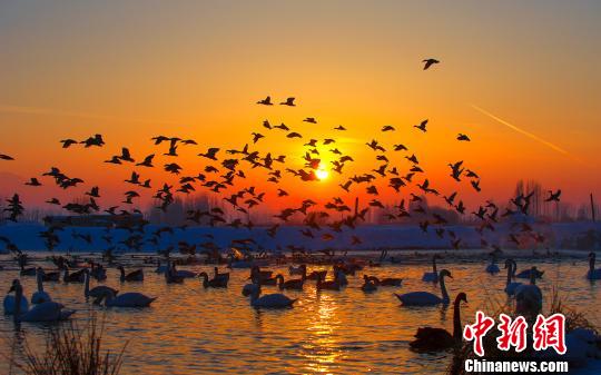 夕陽下的天鵝湖 夕陽下的天鵝湖