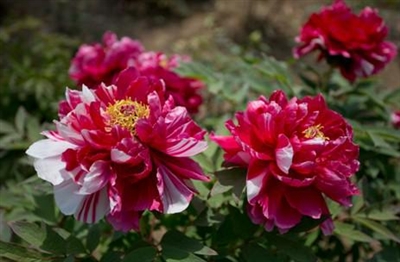 常熟尚湖牡丹花會 全球"花王"同臺斗艷