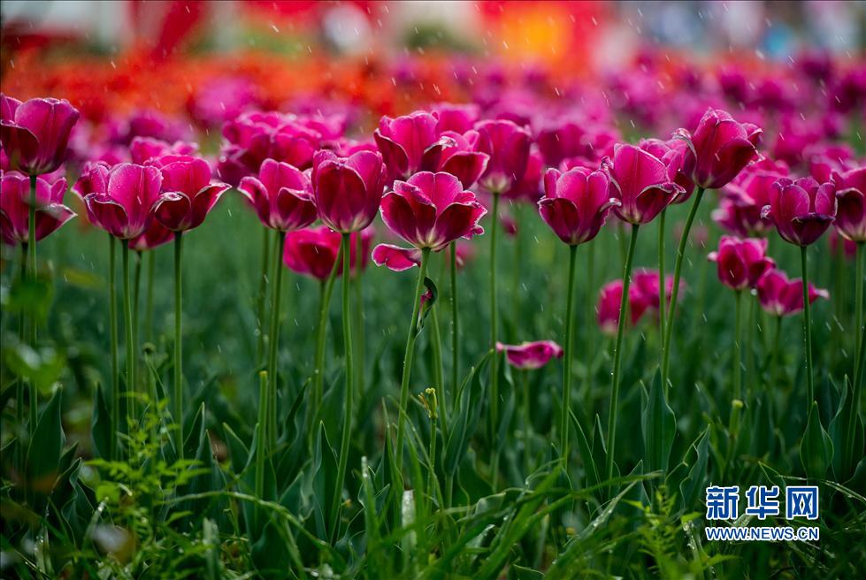 北京國際鮮花港怒放的郁金香(4月24日攝)。 北京國際鮮花港怒放的郁金香(4月24日攝)。