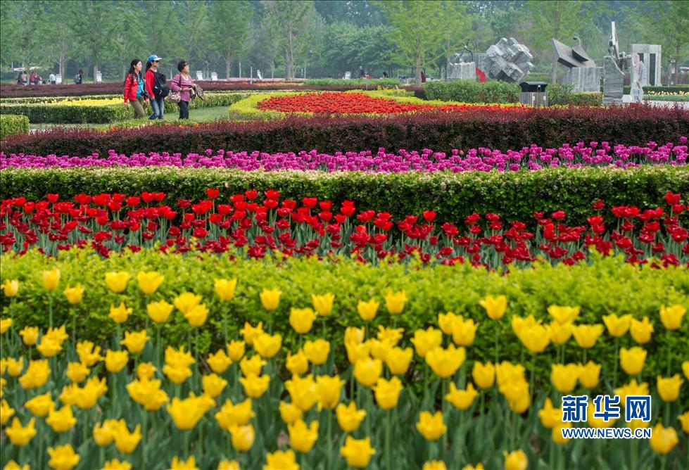 4月24日,游客在北京國際鮮花港欣賞怒放的郁金香。 4月24日,游客在北京國際鮮花港欣賞怒放的郁金香。