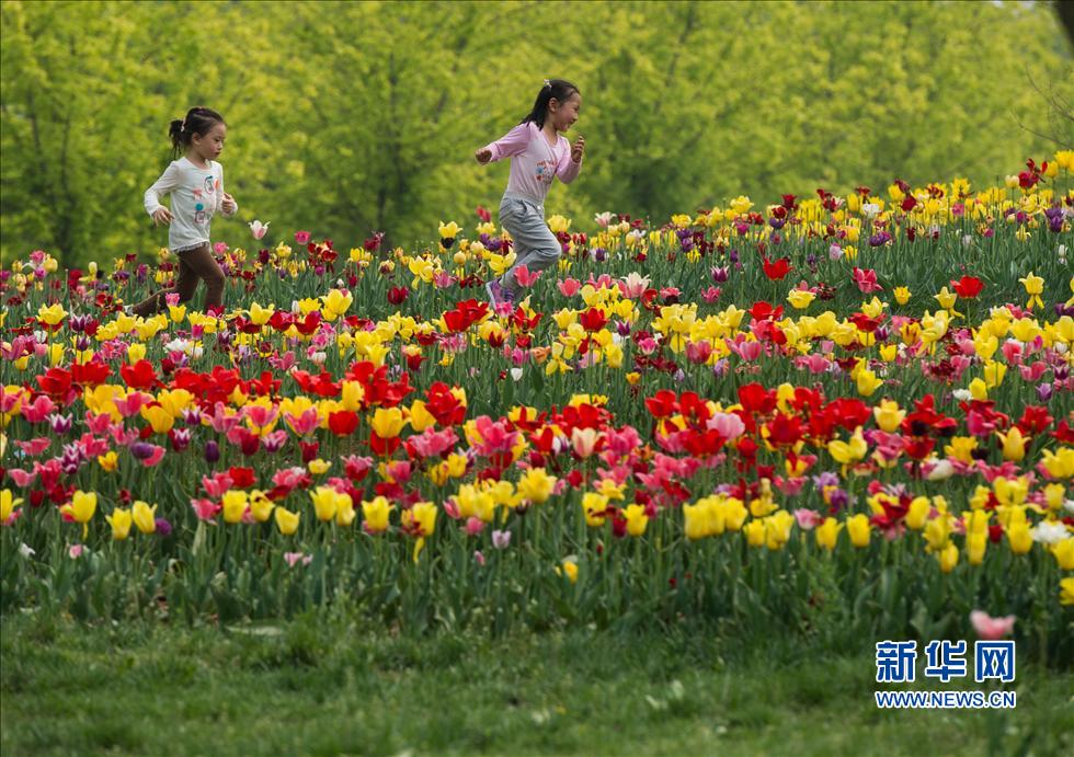 4月24日,兩名兒童在北京國際鮮花港的郁金香花海中嬉戲。 4月24日,兩名兒童在北京國際鮮花港的郁金香花海中嬉戲。
