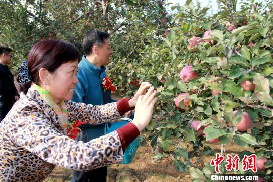 青海民和高原蘋果進入采摘季拉動鄉(xiāng)村休閑游