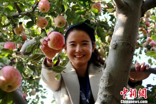 青海省民和回族土族自治縣隆治鄉(xiāng)的高原蘋果進入采摘季。 石延壽 攝