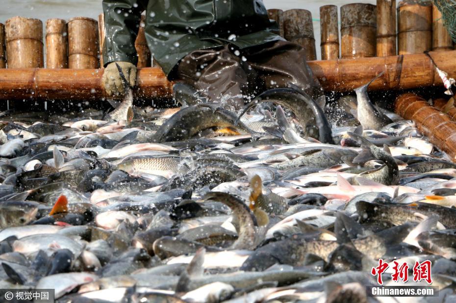 江西九江“冬捕”起網 日捕鮮魚5萬公斤