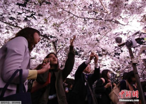 資料圖:日本民眾賞櫻花
