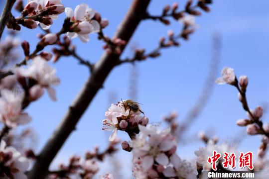 圖為桃花上采蜜的蜜蜂。 曹應(yīng)森 攝