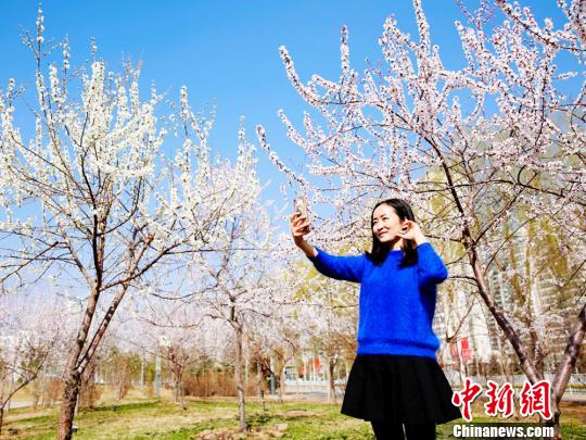 甘肅臨夏永靖縣劉家峽古城新區(qū),盛開的杏花美不勝收。 郭紅 攝