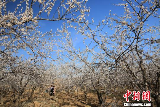 永靖縣周邊鄉(xiāng)村的杏花吸引游人拍照。 郭紅 攝