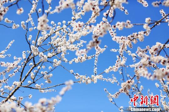 藍天下的杏花。 郭紅 攝