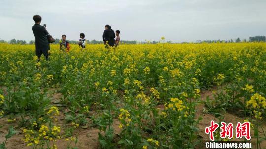 河北衡水鄧家莊萬畝油菜花競放引眾多游客觀賞