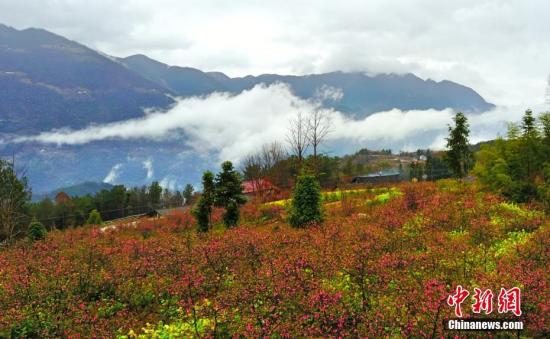 資料圖:第11屆榔坪木瓜花文化旅游節在湖北長陽土家族自治縣榔坪鎮馬坪村木瓜園開幕,游客在雨中觀景、賞花,感受木瓜枝頭春意鬧的景象。 周星亮 攝
