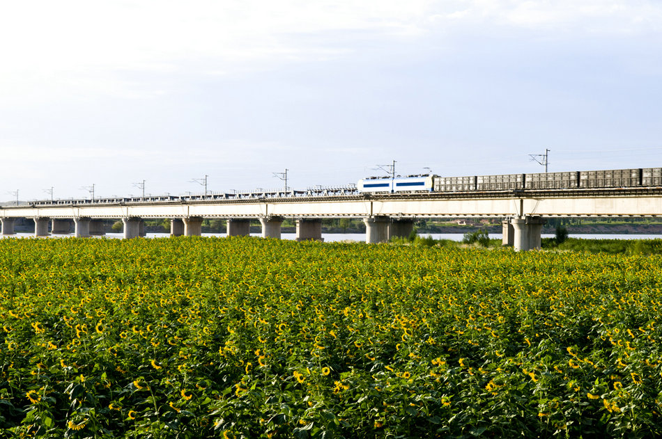 包蘭鐵路橫穿花海 攝影:李鵬