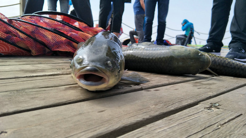 魚獲頗豐 李慧 攝